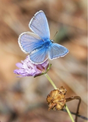 Blauer Schmetterling